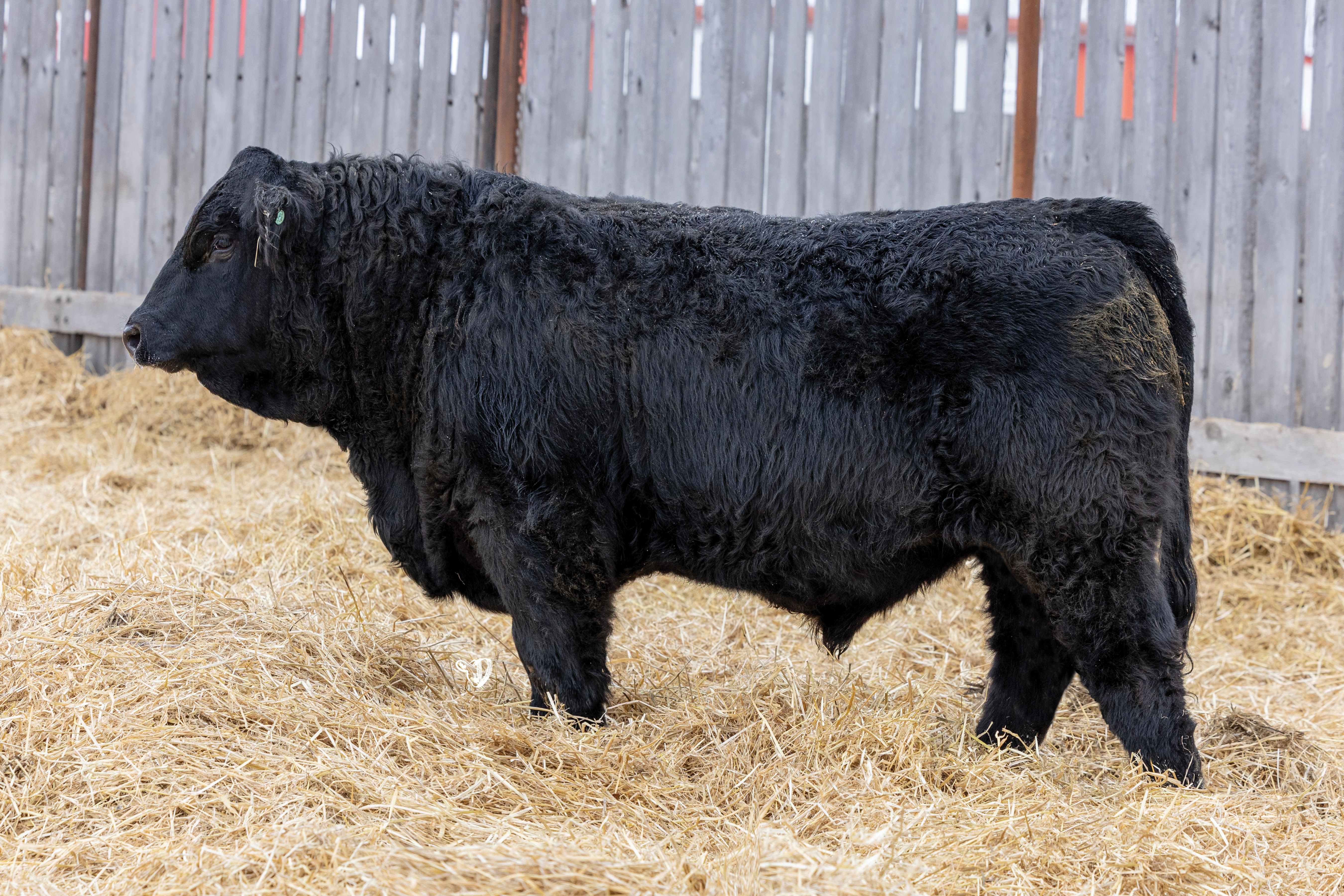 Yearling Bull